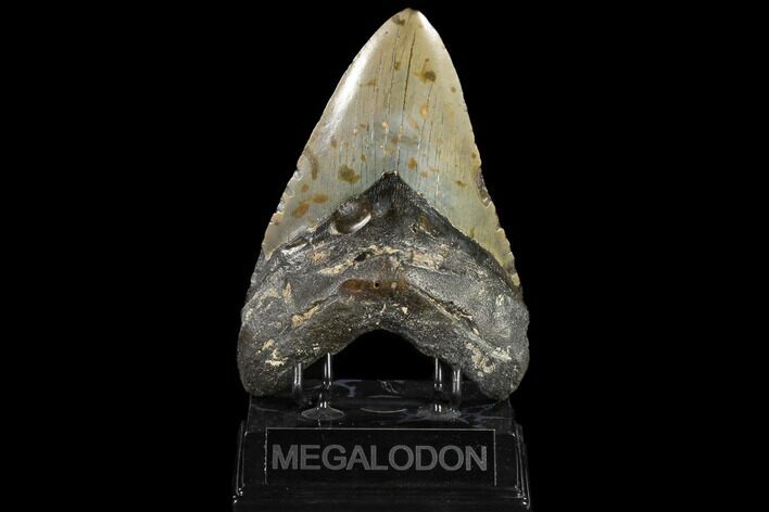 Huge, Fossil Megalodon Tooth - North Carolina #119400